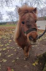 Hele leuke en lieve kinder pony!, 11 ans ou plus, Débourré, Poney de récréation, Poney A (jusqu'à 1.17 m)