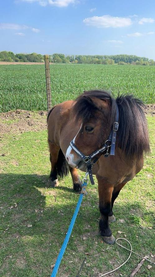 Stalling of weide gezocht, Dieren en Toebehoren, Stalling en Weidegang, Stalling, 4 paarden of pony's of meer