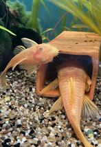 L144 blue eyes ancistrus jonge man, Dieren en Toebehoren, Vis, Zoetwatervis, Schoolvis