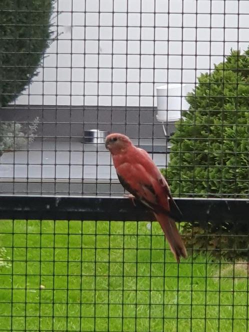 Ik zoek de kweker van deze bourke parkiet, Dieren en Toebehoren, Vogels | Parkieten en Papegaaien, Parkiet