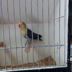 Fischeri, Dieren en Toebehoren, Dwergpapegaai of Agapornis, Geringd