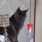 Maine coon  pour sallie région  de mons, Enlèvement ou Envoi