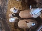 Schapen ooitjes  tekoop, Dieren en Toebehoren, Schapen, Geiten en Varkens