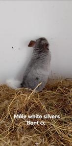 chinchilla's, Dieren en Toebehoren, Ophalen of Verzenden, Zo goed als nieuw, Chinchilla, 60 tot 90 cm