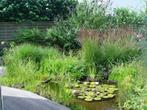 siergrassen en vaste planten te koop, Ophalen, Vaste plant, Siergrassen