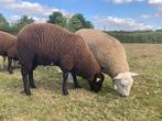 diverse ooien en bokken, Dieren en Toebehoren, Schapen, Geiten en Varkens, Meerdere dieren, Schaap, 0 tot 2 jaar