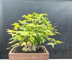 Bonsai startplanten, pre bonsai, jitta's en tafel., Tuin en Terras, In pot, Halfschaduw, Lente, Minder dan 100 cm