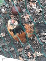 Gratis Antwerpse baardkriel haan, Dieren en Toebehoren, Pluimvee