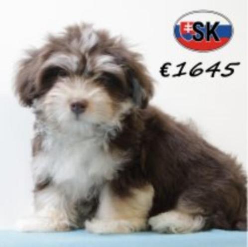 Schattige Havanezer pup chocolade te koop, Dieren en Toebehoren, Honden | Chihuahua's en Gezelschapshonden, Teef, Overige rassen