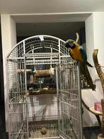 Perroquet ara bleu 1400 euro 3 ans, Enlèvement