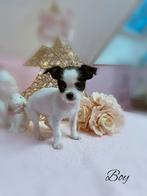 Zeer klein Malchi reutje, België, CDV (hondenziekte), 8 tot 15 weken, Meerdere