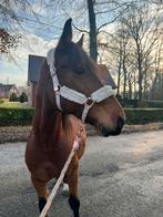 8-jarige ruin te koop – ‼️ NIET voor beginners ‼️, Animaux & Accessoires, Chevaux, Vermifugé, Hongre, Débourré, Moins de 160 cm