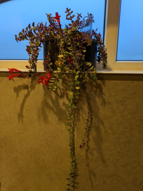 Lipstick plant met bloempot ruilen, Huis en Inrichting, Kamerplanten, Overige soorten, Minder dan 100 cm, Bloeiende kamerplant