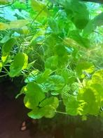 Hydrocotyle leucocephala - Braziliaanse klimop, Dieren en Toebehoren, Ophalen, Nieuw, Plant(en), Steen of Hout