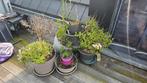 Pots de patio avec fleurs, Jardin & Terrasse, Bacs à fleurs & Jardinières, Enlèvement, Utilisé