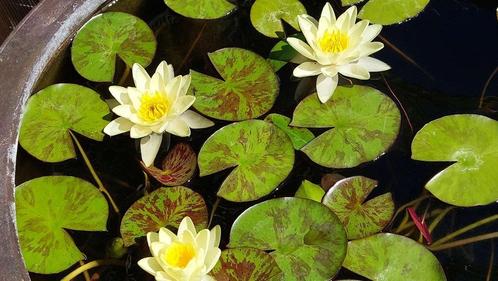 Waterlelie geel, Tuin en Terras, Planten | Tuinplanten, Vijverplanten, Volle zon, Zomer, Ophalen