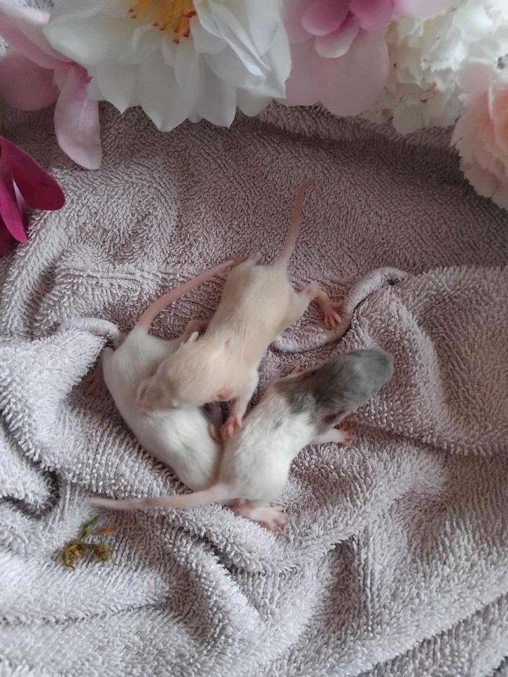 Handtamme dwergratjes, Dieren en Toebehoren, Knaagdieren, Meerdere dieren, Rat, September, Tam