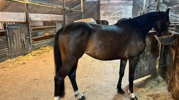 Leuke atente 4 jarige rijpaard merrie beschikbaar voor biedingen