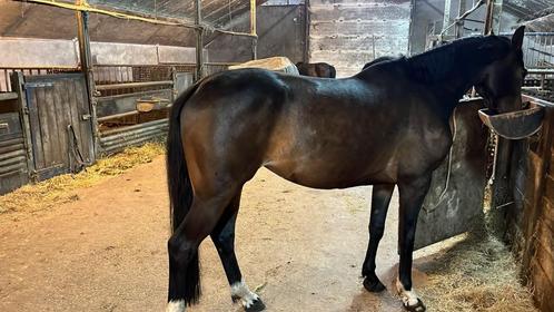 Leuke atente 4 jarige rijpaard merrie, Dieren en Toebehoren, Paarden en Pony's | Dekhengsten en Fokmerries, Merrie