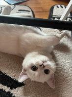 kitten Britse korthaar, Poes, Gechipt, 0 tot 2 jaar