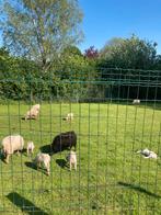 Ouessant Moeders met lammetjes, Dieren en Toebehoren, Schapen, Geiten en Varkens