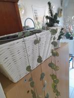 Chinees lantaarnplantje(Ceropegia woodii)  beschikbaar, Maison & Meubles, Plantes d'intérieur, Ombre partielle, Plante à fleurs