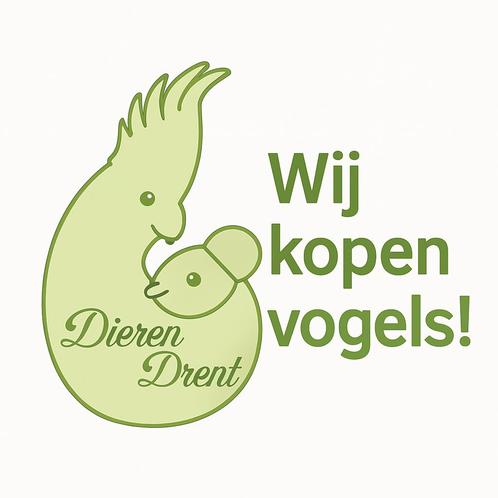 Wij kopen kanaries, Dieren en Toebehoren, Vogels | Kanaries