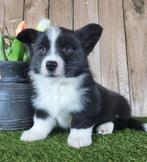 Gilet Welsh Corgi pour chiots/Chiots Corgi, Belgique, Un chien, Hépatite contagieuse (maladie de Rubarth), Chienne