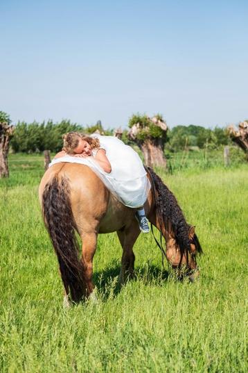 Gouden Kinderpony met veulen, Dieren en Toebehoren, L, 11 jaar of ouder, Recreatiepony, D pony (1.37m tot 1.48m)