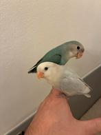 Couple inséparable eam, Plusieurs animaux, Perroquet nain ou Inséparable, Domestique