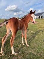 Poulain a vendre, Animaux & Accessoires, L