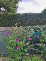 Hibiscus planten, Tuin en Terras, Planten | Tuinplanten, Ophalen, Volle zon
