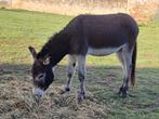 tekoop  ezelhengst, Dieren en Toebehoren, Hengst, Niet van toepassing, 165 tot 170 cm, 3 tot 6 jaar