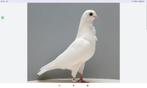 Koppel figurita  duiven te koop zelf afhalen, Dieren en Toebehoren, Vogels | Duiven