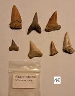 lot haaientanden Terhagen, Verzamelen, Mineralen en Fossielen, Ophalen of Verzenden