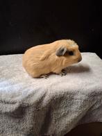 Gekruind creme california beertje, Dieren en Toebehoren, Cavia, Mannelijk, Tam, Oktober