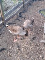 2 mannetjes ganzen, Dieren en Toebehoren, Pluimvee
