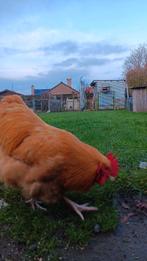 mooie orpington buff hanen van 2025, Dieren en Toebehoren, Mei, Mannelijk