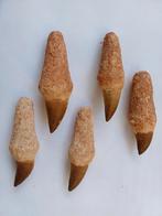 5 mosasaurus tanden - 15€/stuk, Ophalen of Verzenden, Fossiel