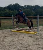 Super kindvriendelijke welsh C pony 1.33, Dieren en Toebehoren, B, Gechipt, Ruin, Springpony