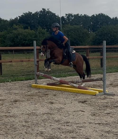 Super kindvriendelijke welsh C pony 1.33, Dieren en Toebehoren, Pony's, Ruin, B, C pony (1.27m tot 1.37m), Springpony, 3 tot 6 jaar