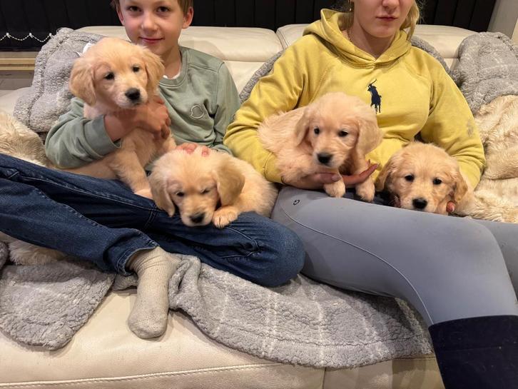 Prachtige golden retriever pups, Animaux & Accessoires, Chiens | Retrievers, Épagneuls & Chiens d'eau, Chien (mâle), Golden retriever