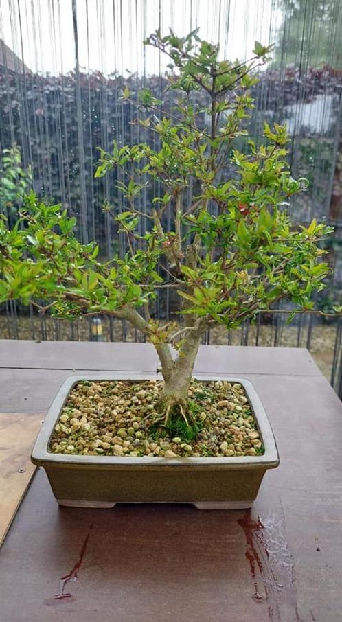 Bonsai granaatappel, Tuin en Terras, Planten | Bomen, Volle zon, Zomer, Ophalen