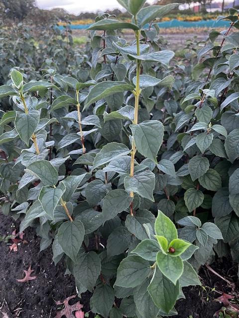 Boerenjasmijn Philadelphus, Tuin en Terras, Planten | Struiken en Hagen, Struik, Ophalen