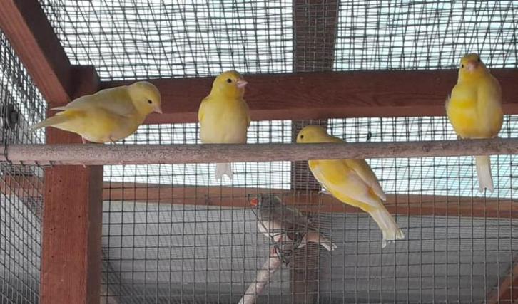 kanaries en zebravinken te koop, Dieren en Toebehoren, Vogels | Kanaries, Zangkanarie, Meerdere dieren