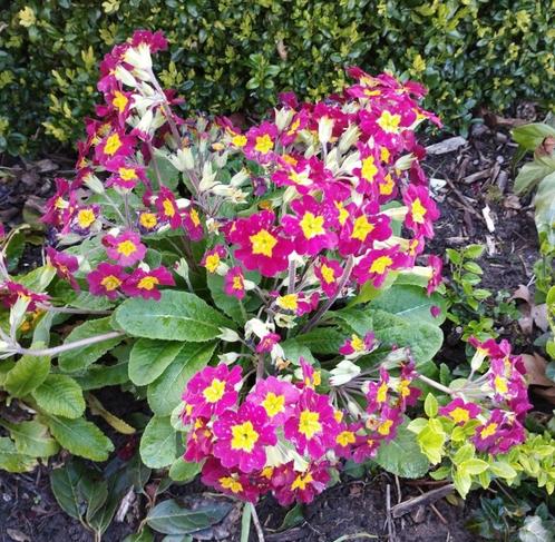 Diverse winterharde primula's in verschillende kleuren, Tuin en Terras, Planten | Tuinplanten, Vaste plant, Overige soorten, Lente