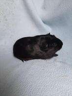 Zwart Engels gekruind cavia zeugje, Vrouwelijk, Cavia, Tam