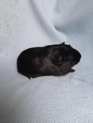 Zwart Engels gekruind cavia zeugje, Femelle, Cobaye, Domestique