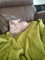 Brits korthaar kittens, Dieren en Toebehoren, Meerdere dieren, Gechipt, 0 tot 2 jaar