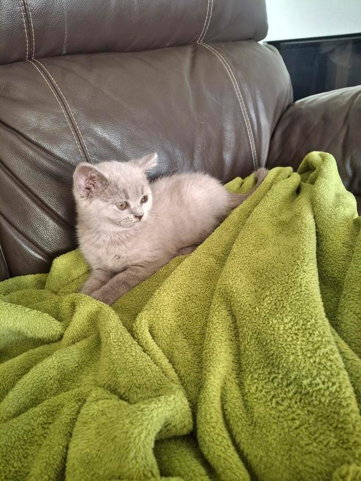 Brits korthaar kittens, Dieren en Toebehoren, Katten en Kittens | Raskatten | Korthaar, Meerdere dieren, 0 tot 2 jaar, Gechipt